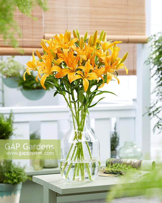 Lilium 'Twinlife Orange' cut flowers displayed in glass vase. 