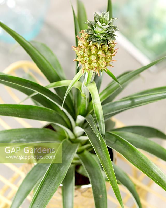 Ananas comosus - Pineapple plant. 