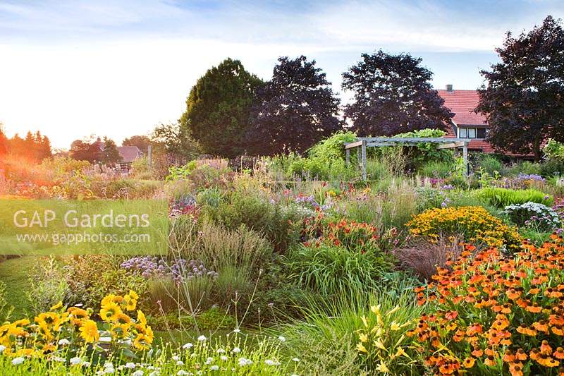 Perennial and ornamental grasses on a summer morning dawn featuring Hemerocallis, hellenium, Verbena bonariensis, Rudbeckia 'Goldsturn', Persicaria amplexicaulis.  