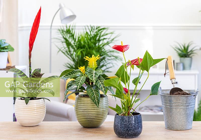 Display of colourful houseplants inlcuding Anthurium, Bromelia and Aphelandra squarrosa 'Dania'