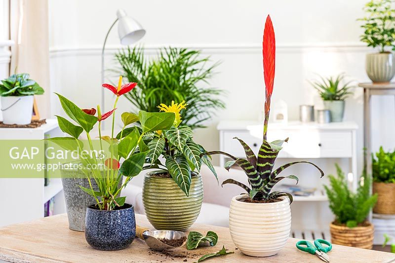 Selection of colourful houseplants inlcuding Anthurium, Bromelia and Aphelandra squarrosa 'Dania' after repotting and care
