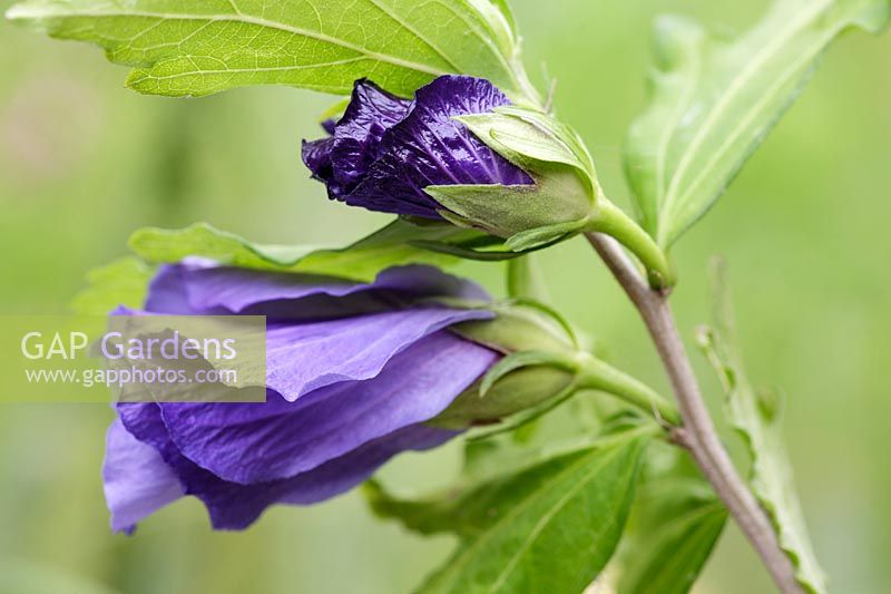 Hibiscus syriacus 'Oseau bleu', syn 'Blue Bird'