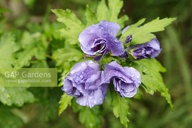 Hibiscus syriacus 'Oseau bleu', syn 'Blue Bird'