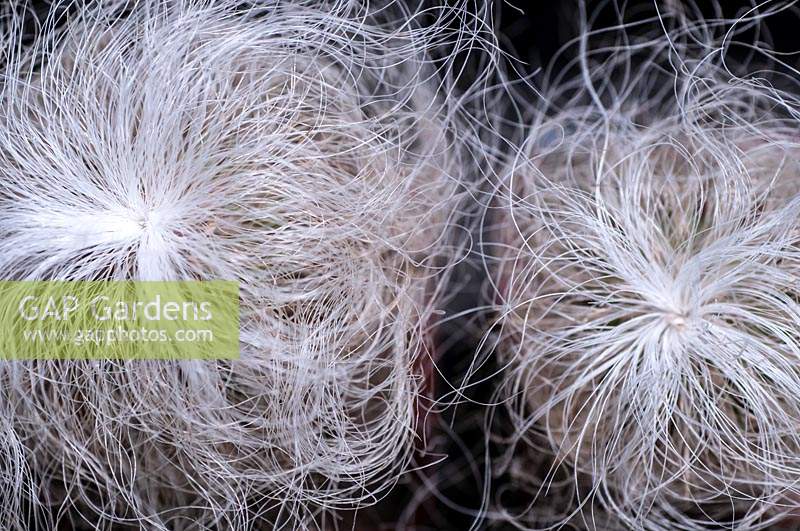 Cephalocereus senilis, 'Old man hairy Cactus'