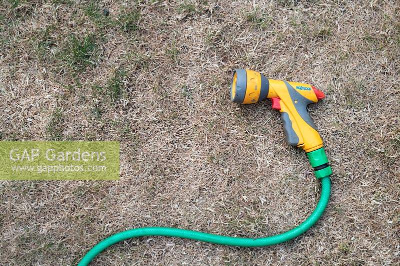Dry brown parched grass in a summer heatwave with a hose pipe for watering the grass