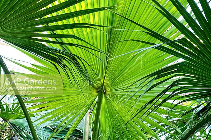 Sabal mexicana - Texas sabal palm