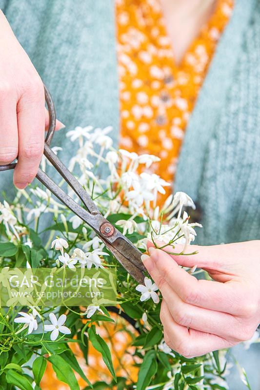 Woman using scissors to remove faded flowers from Jasminum polyanthum
