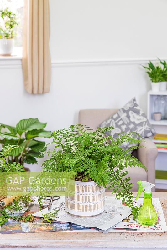 Asplenium parvati and misting bottle