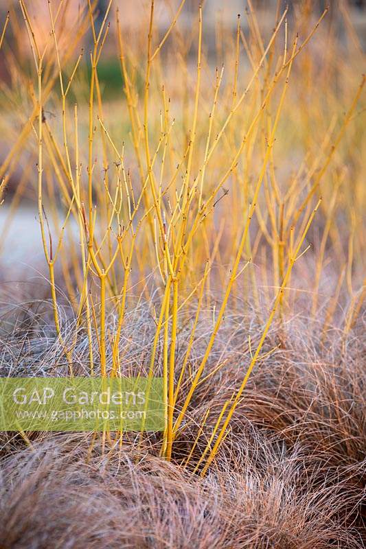 Carex comans Bronze, with Cornus sericea 'Bud's Yellow'