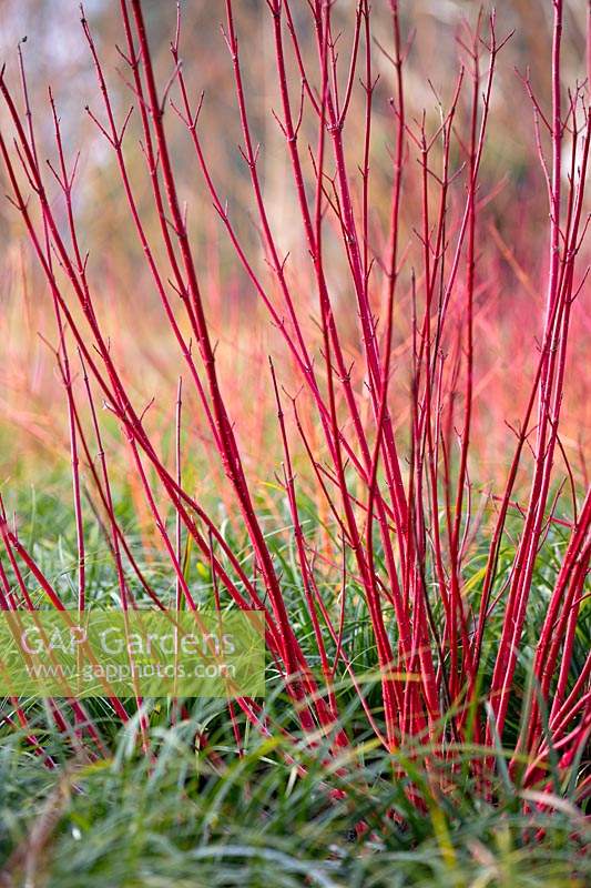 Cornus alba 'Sibirica', Ophiopogon japonicus