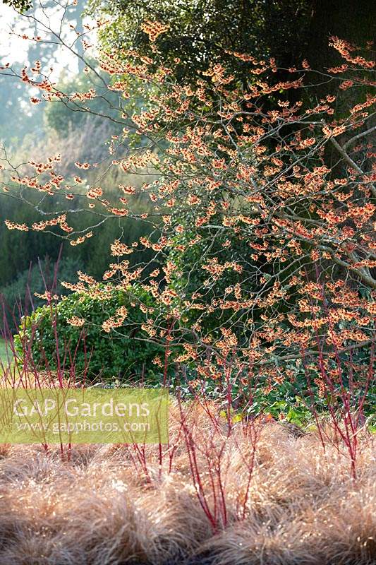 Hamamelis x intermedia Jelena in the Winter Garden at Wakehurst, UK