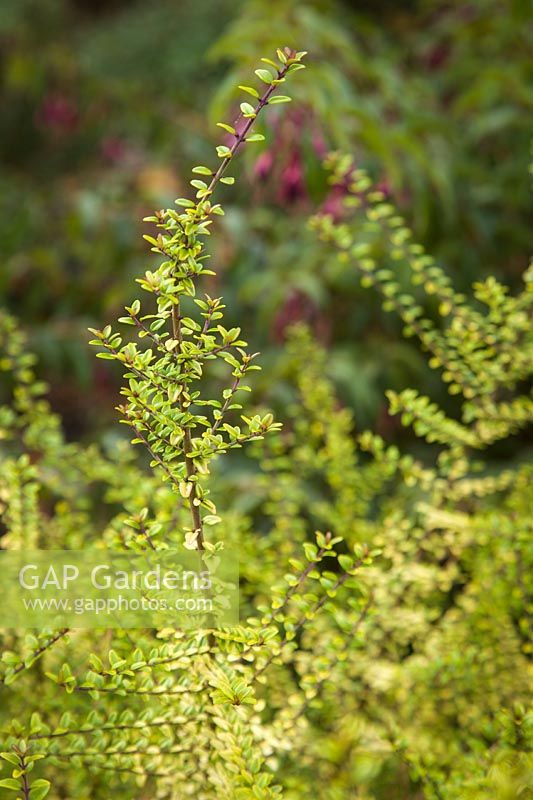 Lonicera nitida 'Twiggy' - 'Twiggy' Boxleaf Honeysuckle foliage detail