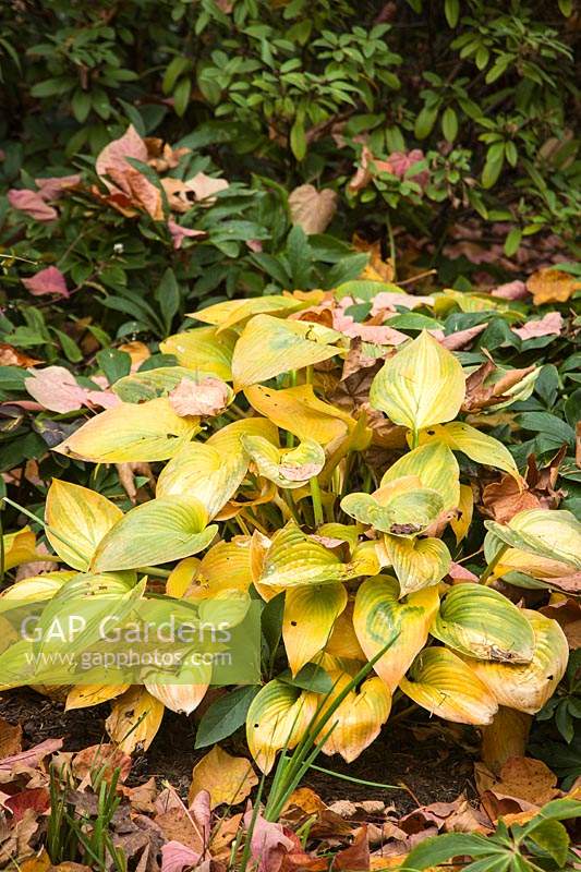 Hosta 'June' - Fallen leaves on yellowing 'June' Hosta foliage