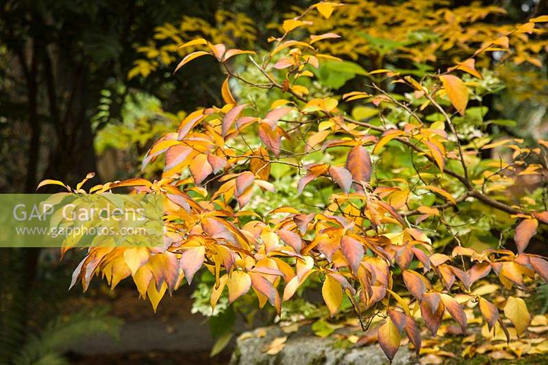 Stewartia x henryae - Stewartia fall foliage