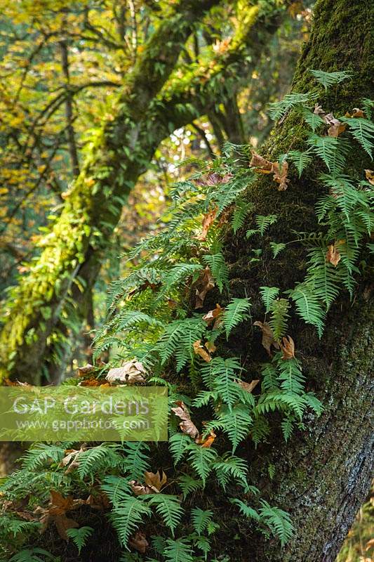 Polypodium glycyrrhiza, Acer macrophyllum - Licorice Ferns on Bigleaf Maple trunks