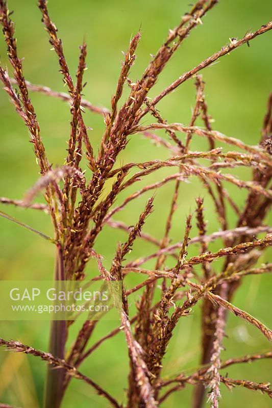 Miscanthus sinensis cv. - Maiden Grass panicles detail