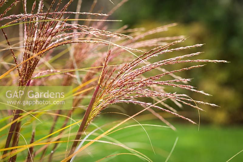 Miscanthus sinensis cv. - Maiden Grass panicles