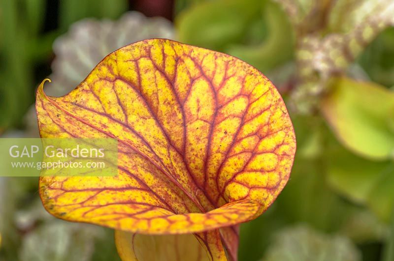 Sarracenia flava ornata - Yellow Pitcher Plant or Trumpet Pitcher, veined lid close up