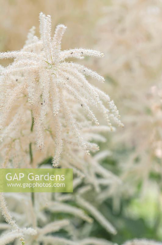 Aruncus vulgaris - Goatsbeard, Goat's Beard, Buck's-beard, Bride's Feathers -  close up