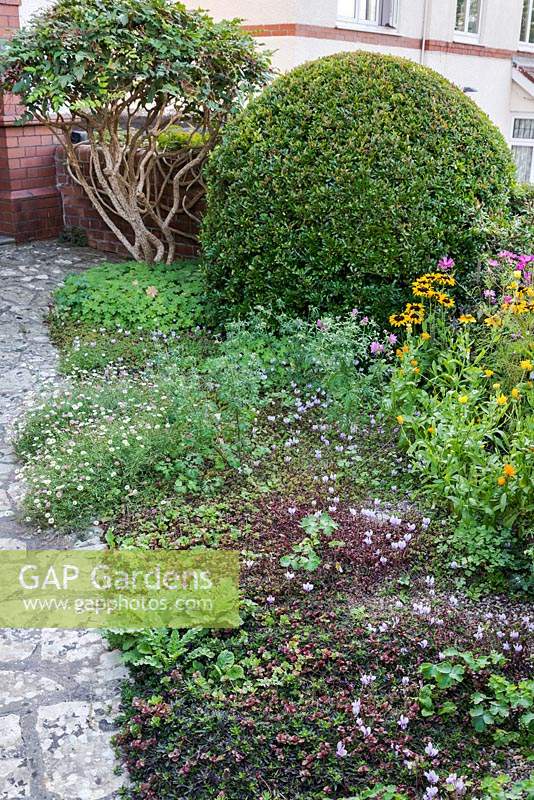 Front garden planting of Cyclamen hederifolium, Erigeron karvinskianus and sedums, with annuals rudbeckias, marigolds and cosmos in Bristol in September, Structure is provided by a clipped pyracantha and a mahonia with cleared lower stems