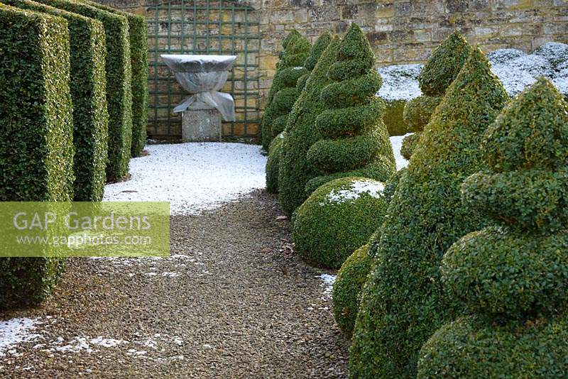 Buxus - Box - topiary: balls, spirals, cones and buttresses, line a path