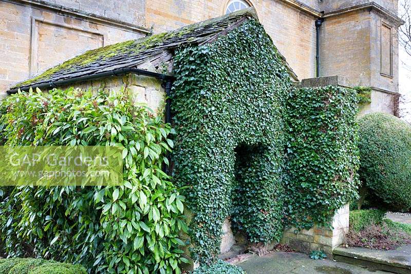 Hedera - Ivy - covering wall 