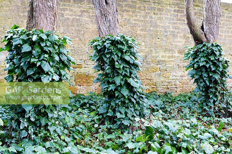Hedera - Ivy - forming a cover on the lower part of trees, against a stone wall