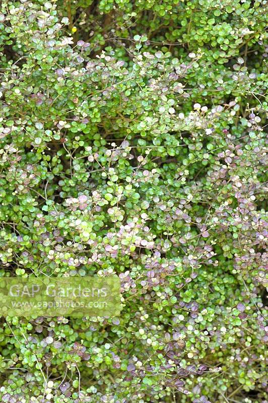Lophomyrtus x ralphii 'Purpurea' - New Zealand Myrtle