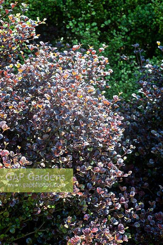 Lophomyrtus x ralphii 'Black Beauty' - New Zealand Myrtle