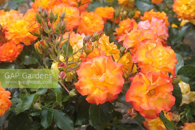 Rosa 'Wildcat' - Cluster-flowered Rose