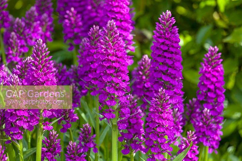 Dactylorhiza foliosa, Medeira Orchid in June