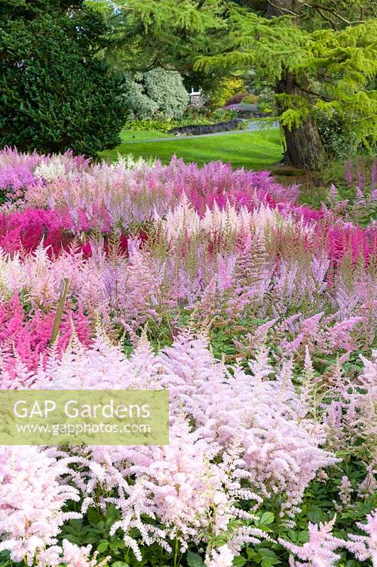 The national collection of Astilbes, at Holehird Gardens, Cumbria, UK