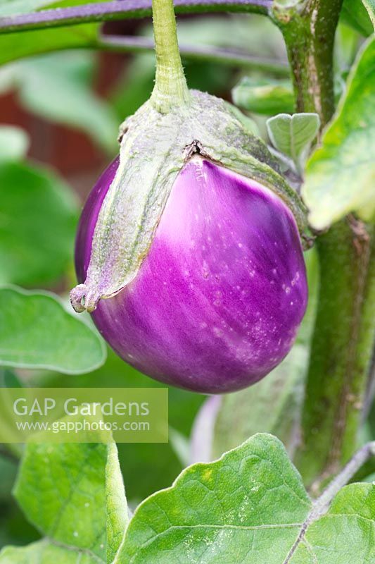 Aubergine 'Rosa Bianca' - Solanum melongena 'Rosa Bianca'