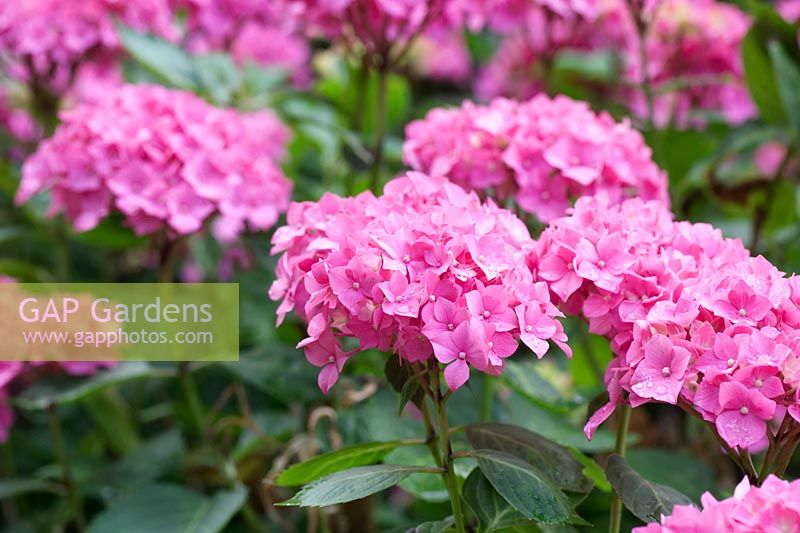 Hydrangea macrophylla 'Gerda Steiniger'