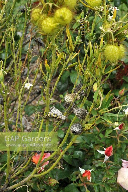 Gomphocarpus fruticosus Narrowleaf cotton bush. With the monarch on the endangered list the plant has been planted with the aim of boosting numbers.