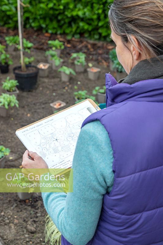 Woman looking at planting plan for a new border