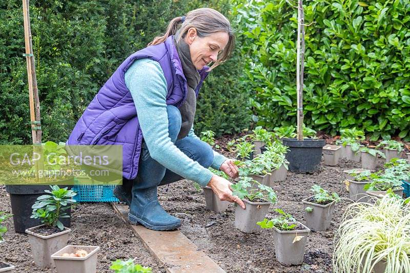 Woman placing potted Geranium plants in a new border ready for planting