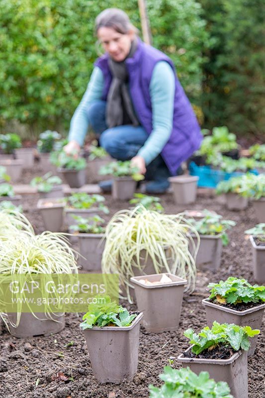 Woman placing potted plants in a new border ready for planting
