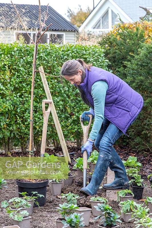 Woman digging a hole and planting a Gelditsia tree in a new border 