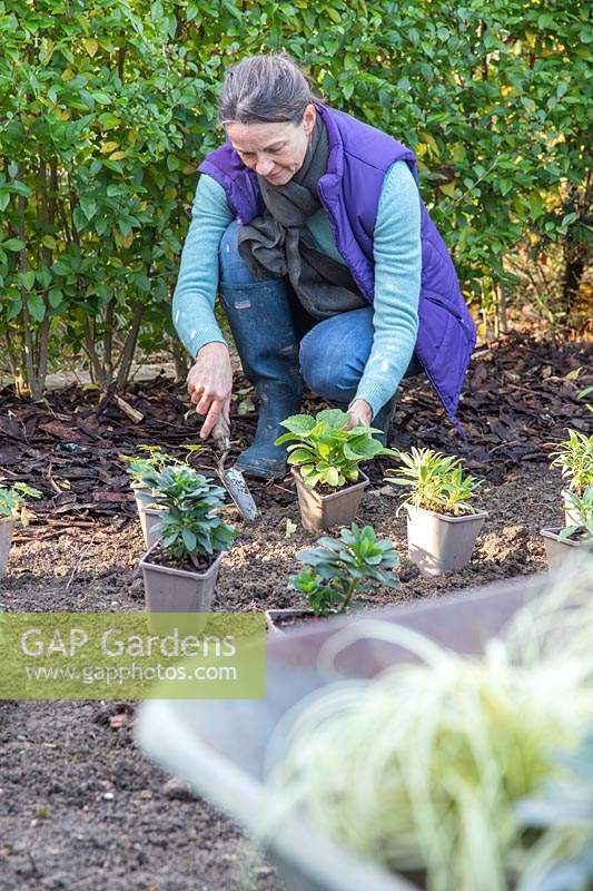 Woman planting potted perennials in a new border 