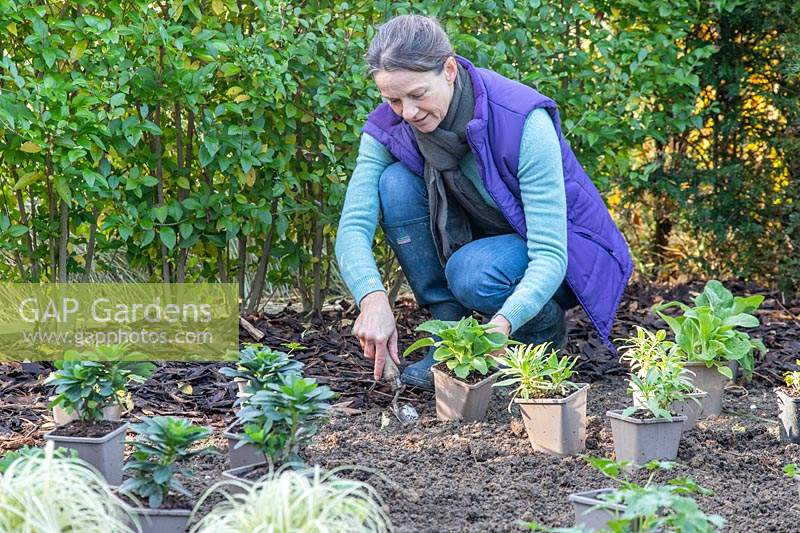 Woman planting potted perennials in a new border