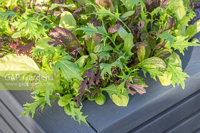 Mixed salad leaves growing in a wooden container 