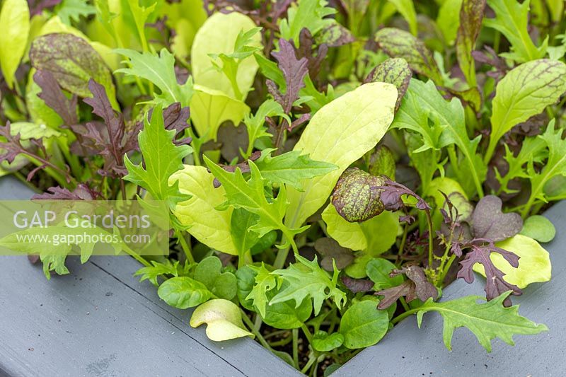 Mixed salad leaves growing in a wooden container
