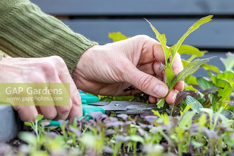 Cutting mixed salad leaves using scissors, a succession of sowings in a container