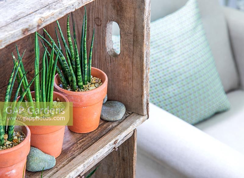 Three Sansevieria - Mother-in-law's Tongue - in pots on a rustic wooden crate