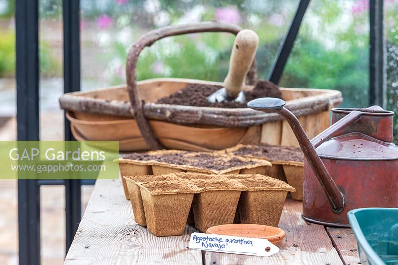 Tools and seeds ready for sowing Agastache inside greenhouse