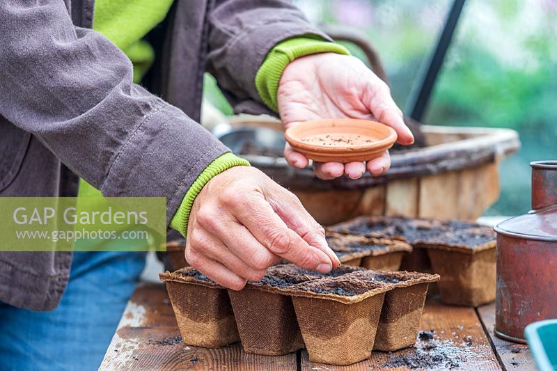 Woman carefully sowing seeds of Agastache into biodegradable modular trays