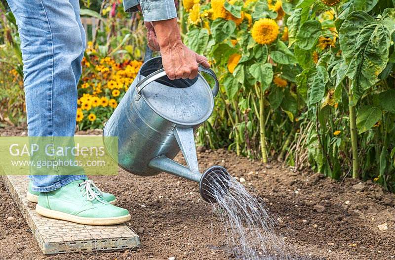 Woman watering newly sown Radicchio seeds with a watering can fitted with a rose