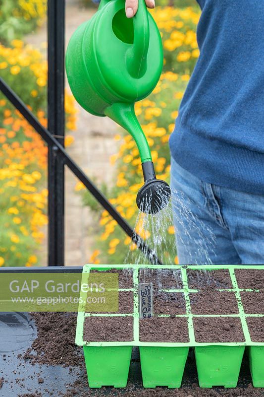 Watering modular seed tray of newly sown seeds with a watering can fitted with a rose