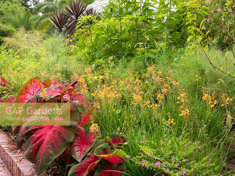Apricot flower spikes of Bulbine frutescens 'Hallmark' weave through a haze of Foeniculum vulgare - Fennel and Caladium bicolor 'Red Flash'